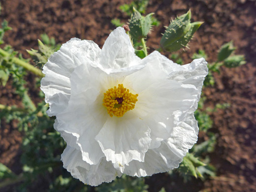 Mojave Prickly Poppy; White-petaled flower head of argemone corymbosa, near Lees Ferry, Arizona