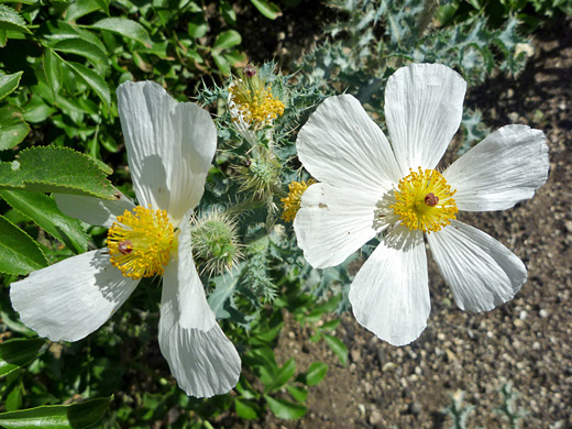 Flatbud Prickly Poppy; Six-petaled flower of argemone munita, in Tubb Canyon, Anza Borrego Desert State Park, California