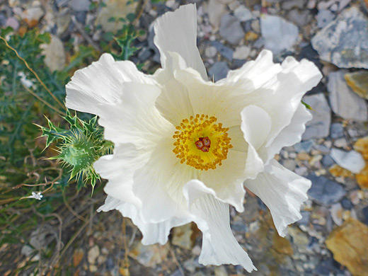 Crested Prickly Poppy; Yellow/orange flower center of argemone polyanthemos, along the Dome Trail in Big Bend Ranch State Park, Texas