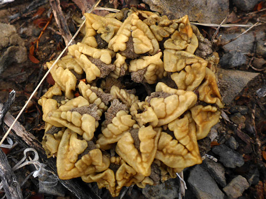 Dry plant