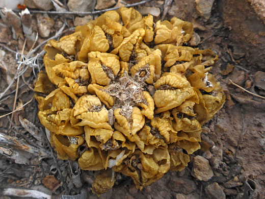 Brown stem