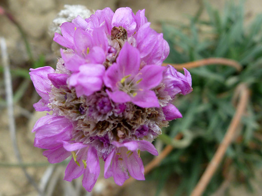 Sea Thrift; Armeria maritima ssp californica, Mendocino Headlands State Park, California