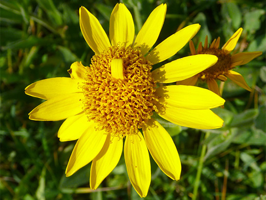 Leafy Arnica; Large flower of arnica chamissonis (leafy arnica), with 15 petals, Grand Teton National Park