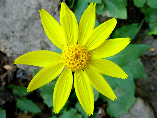 Heartleaf Arnica; Arnica cordifolia (heartleaf arnica) with 11 ray florets, Yellowstone National Park