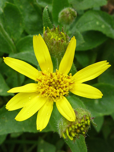 Broadleaf Arnica; Arnica latifolia (broadleaf arnica), along the Ypsilon Lake Trail in Rocky Mountain National Park, Colorado