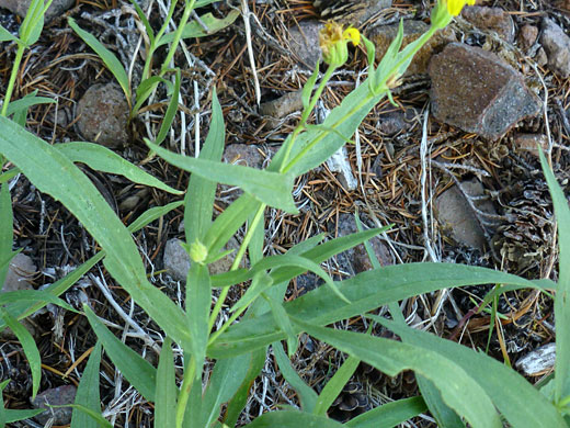 Longleaf Arnica