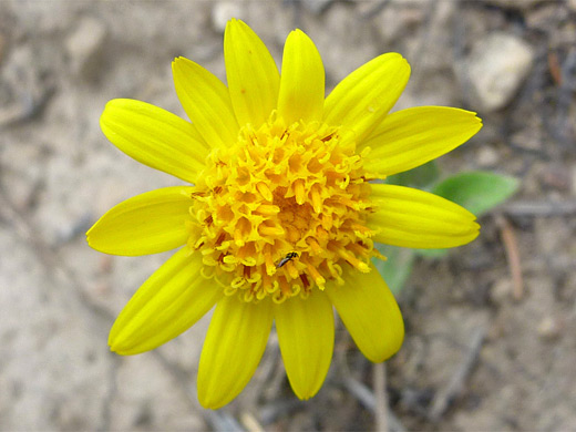 Sticky Arnica; Short ray florets and many disk florets - arnica ovata in the Uinta Mountains, Utah