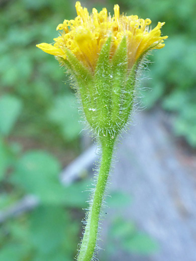 Parry's Arnica; Hairy green phyllaries and yellow florets - arnica parryi, Two Ocean Lake Trail, Grand Teton National Park, Wyoming