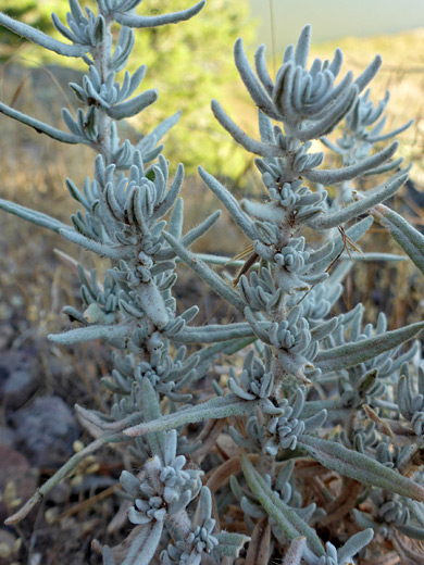 Silver Sagebrush; Silvery leaves of artemisia cana var viscidula, at Gates of Lodore, Dinosaur National Monument, Colorado