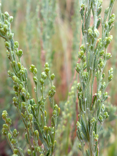 Black Sagebrush; Buds and leaves of artemisia nova, along the Knife Edge Trail, Mesa Verde National Park, Colorado