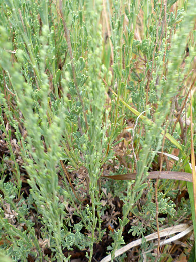 Black Sagebrush