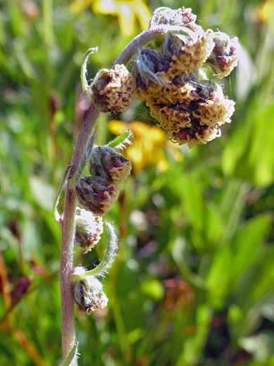 Alpine Sagebrush; Nodding flowerheads of artemisia scopulorum, Porphyry Basin Trail, San Juan Mountains, Colorado