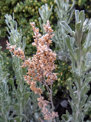 Big Sagebrush; Withered inflorescence of artemisia tridentata, along Lee Vining Creek near Mono Lake, California