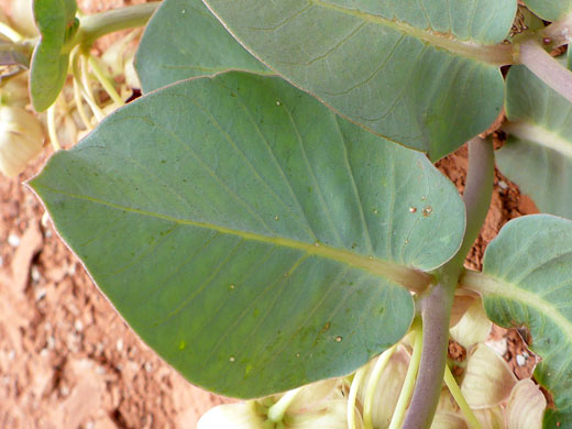 Hairless leaf