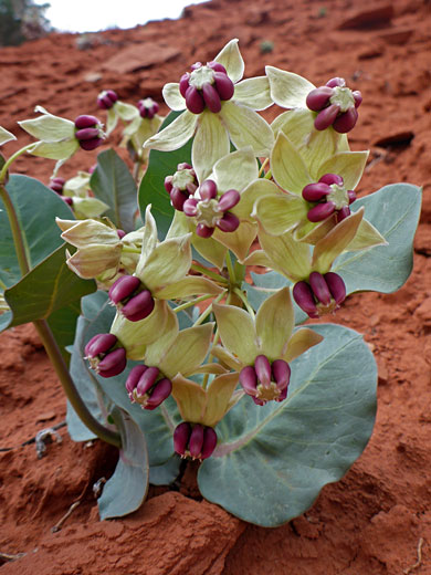 Jewel Milkweed