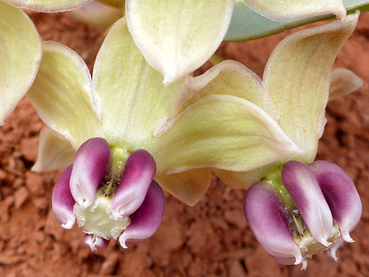 Corolla lobes and crowns