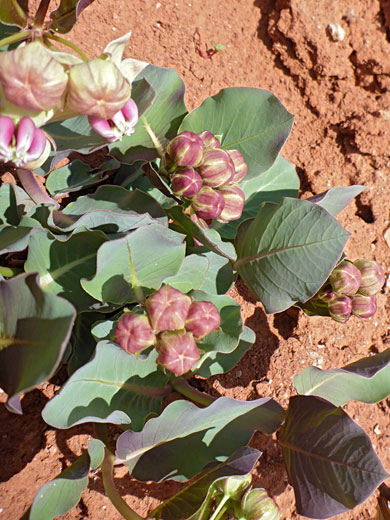 Developing inflorescence