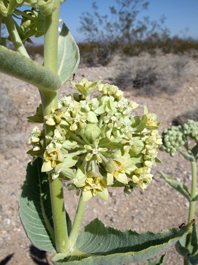 Desert Milkweed; Spherical cluster of asclepias erosa, Essex, Route 66, California