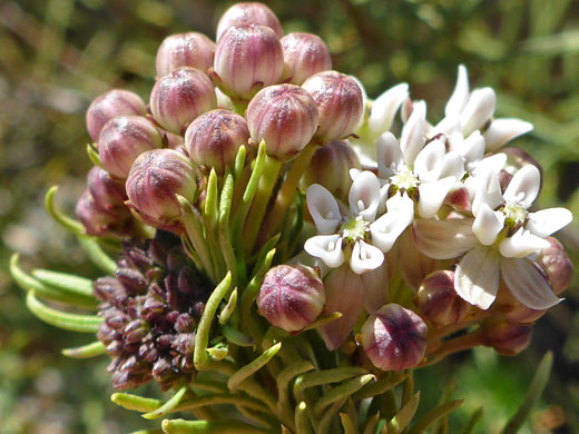 Purplish buds