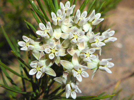 Greenish-white flowers