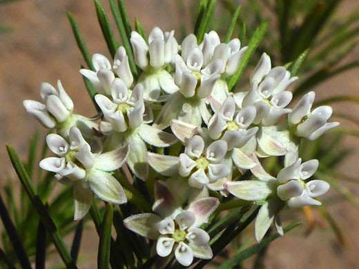 Clustered flowers