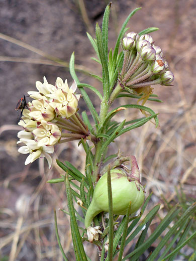 Pineneedle Milkweed