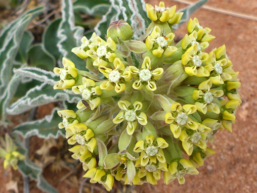 Greenish-yellow flowers