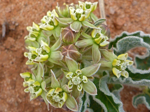 Inflorescence