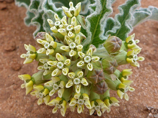 Flowers and leaves