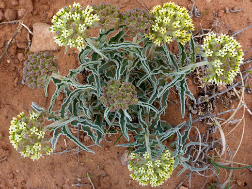 Nine clusters
