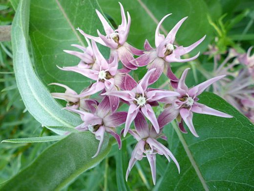 Showy Milkweed; Pink/purple flowers - asclepias speciosa, Cross Mountain Canyon, Yampa River, Colorado