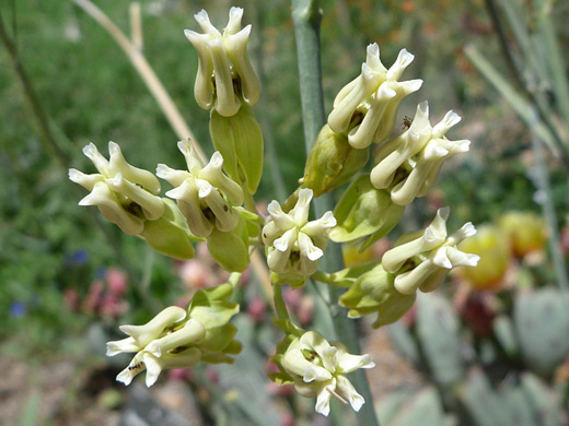 Rush Milkweed; Cluster of asclepias subulata with nine flowers; at the Desert Botanical Garden, Phoenix, Arizona