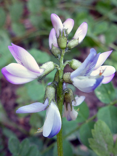 Alpine Milkvetch; Hairy, light green calyces and white/purple flowers - astragalus alpinus, Titcomb Basin Trail, Wind River Range, Wyoming