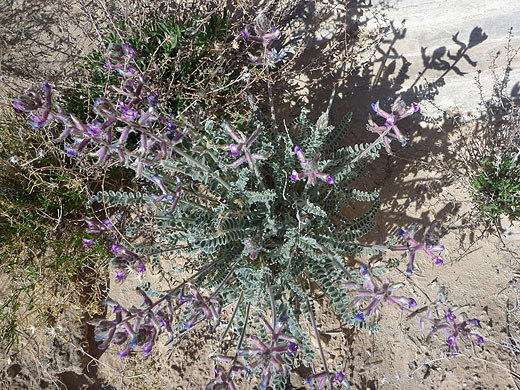 Crescent Milkvetch