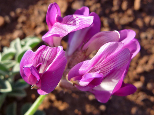 Crescent Milkvetch; Crescent milkvetch (astragalus amphioxys), near Lees Ferry, Arizona