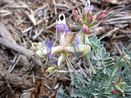 Two flowering stems