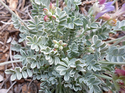 Compound leaves