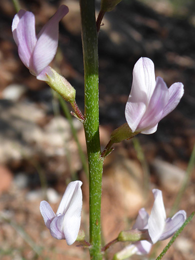 Painted Milkvetch; Astragalus ceramicus var ceramicus, Kolob Arch Trail, Zion National Park, Utah