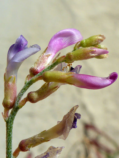 Purple and blue flowers