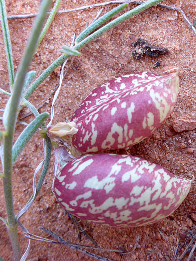 Purple pods