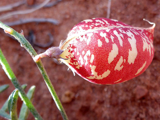 Red pod