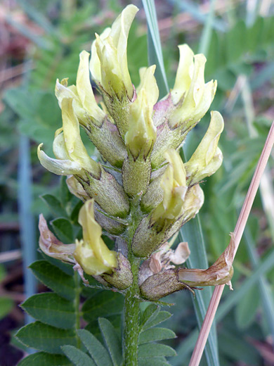 Chickpea Milkvetch; Pale yellow flowers - astragalus cicer along Hwy 101, Abajo Mountains, Utah