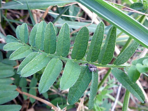 Compound leaf