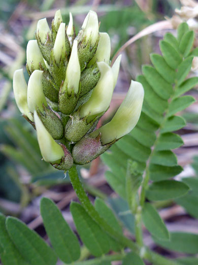 Chickpea Milkvetch