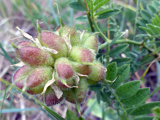 Reddish green fruit