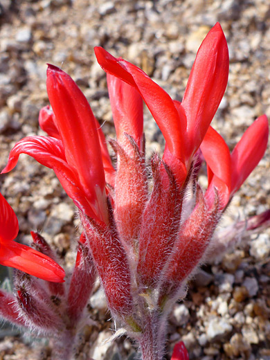 Scarlet Milkvetch; Red flowers with hairy calyces; astragalus coccineus, Alabama Hills, California