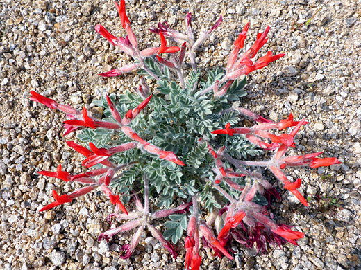 Scarlet Milkvetch