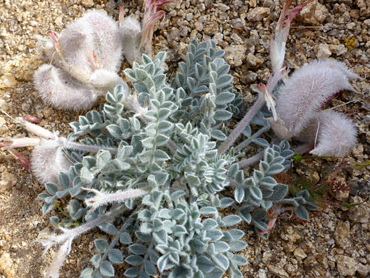 Leaves and pods