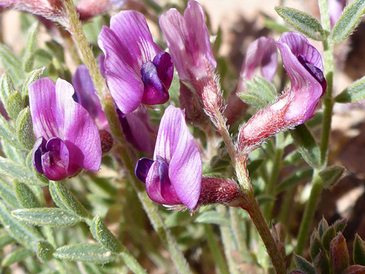 Rimrock Milkvetch; Purple flowers and reddish calyces - astragalus desperatus in the Gulch, Grand Staircase-Escalante National Monument, Utah