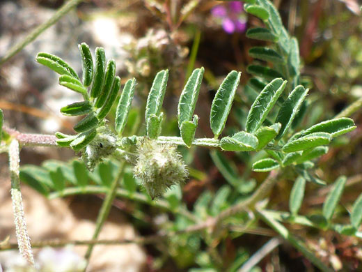 Pinnate leaves